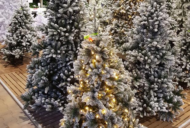 Rot Afdrukken fundament Kerstboom verzorgen – Intratuin