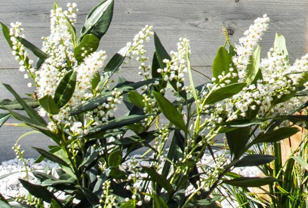 Laurierkers (Prunus laurocerasus ‘Otto Luyken’)