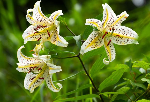 Lelie (Lilium)