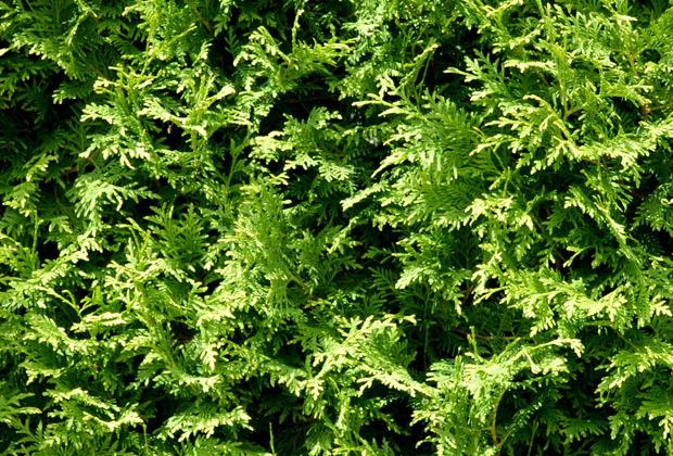 Levensboom (Thuja)