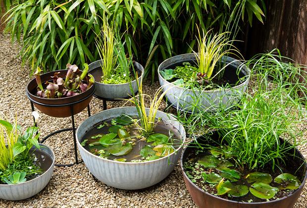 blijven Conventie Specialiteit Mini vijver of kleine vijver maken: tuin, terras óf balkon - Intratuin