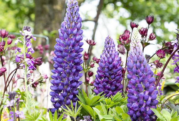 Lupine (Lupinus)