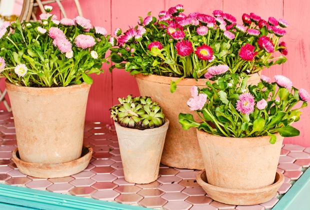 Madeliefje (Bellis perennis)