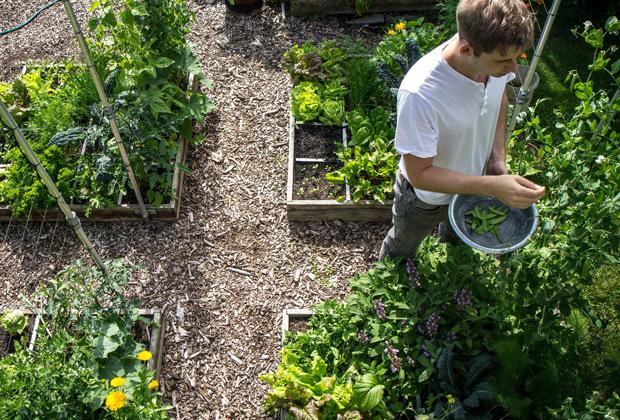 Lima bureau Vermoorden Moestuinbak maken voor de Makkelijke Moestuin – Intratuin