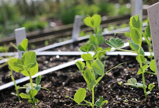 Zaaien en oogsten in de Makkelijke Moestuin