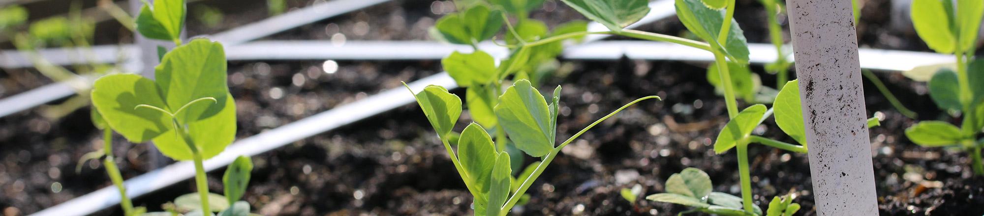 Zaaien en oogsten in de Makkelijke Moestuin