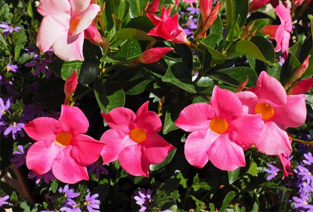 Mandevilla (Dipladenia) 