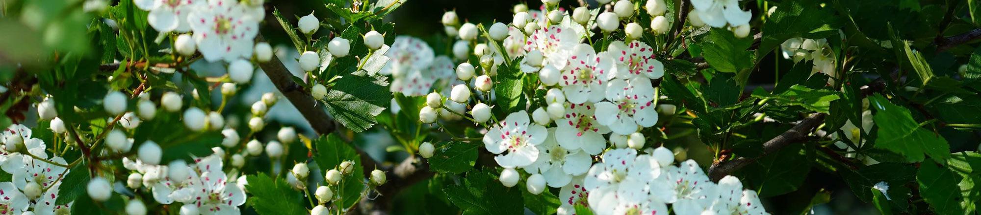 Meidoorn (Crataegus)