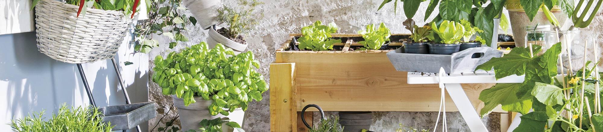 Kleine moestuin op balkon of terras –