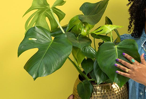 Monstera verzorging, tips en informatie Intratuin