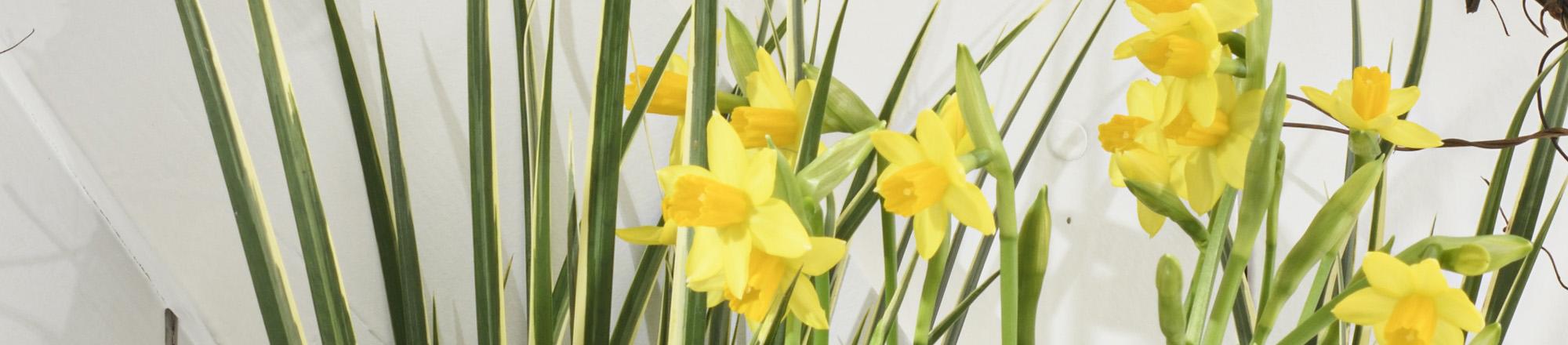 Narcis (Narcissus) 