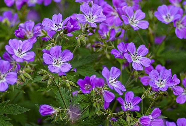 Ooievaarsbek (Geranium)