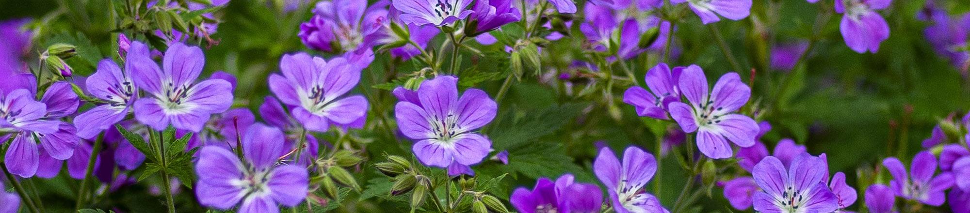 Ooievaarsbek (Geranium)