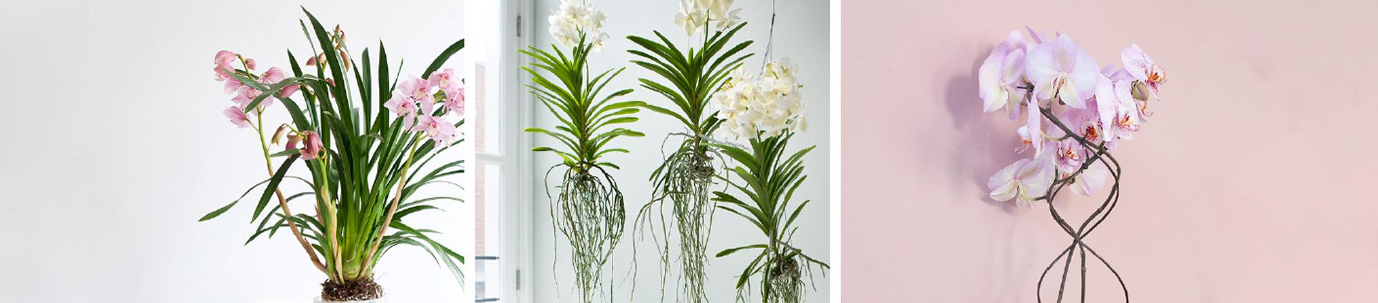 Welke orchidee past in jouw interieur?