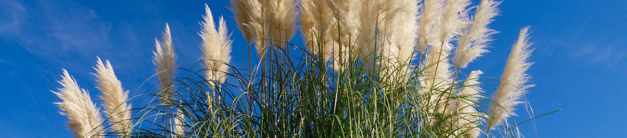 Pampasgras (Cortaderia selloana)