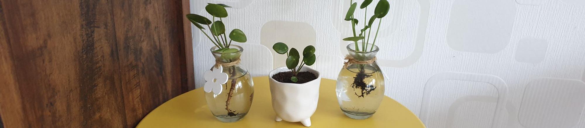 Pannenkoekplant (Pilea peperomioides) stekjes