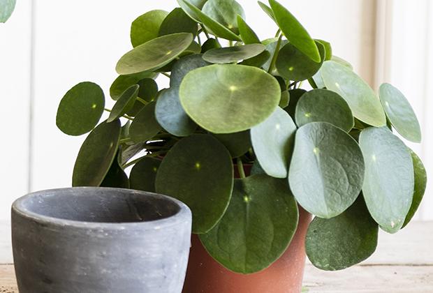 Pannenkoekenplant (Pilea peperomioides)