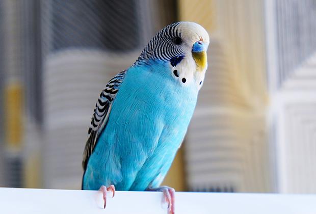 zuigen Onschuld Omgeving Vogel kopen? Tips & advies bij vogels als huisdier – Intratuin