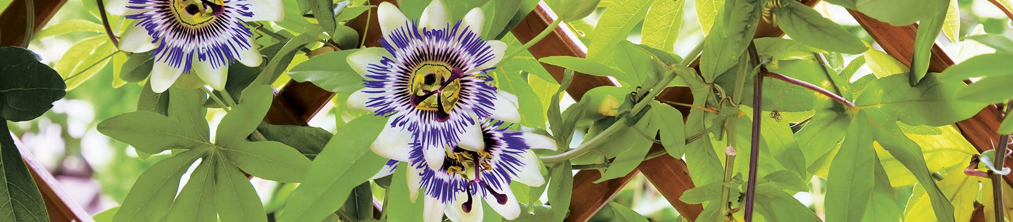 Passiebloem (Passiflora)