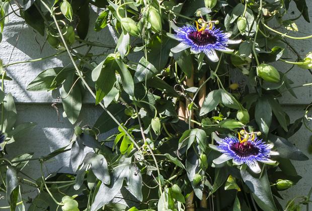 Passiebloem (Passiflora)