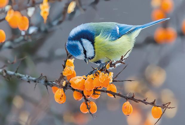 Tips voor meer vogels in je tuin