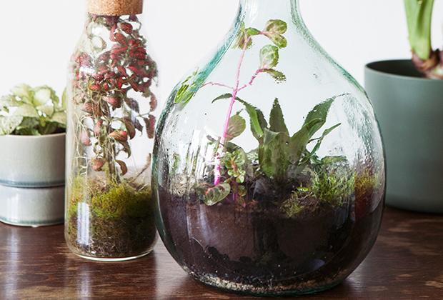 Aannames, aannames. Raad eens snap parachute Planten terrarium verzorgingstips van Mama Botanica – Intratuin