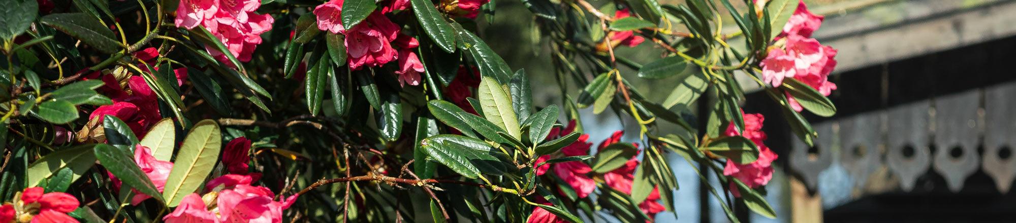 Rhododendron snoeien