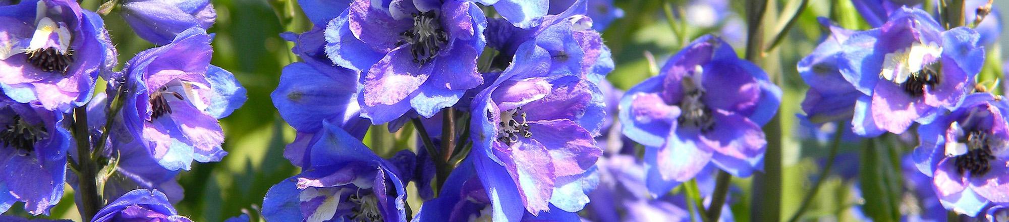 Ridderspoor (Delphinium)