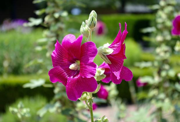 Stokroos (Alcea rosea)