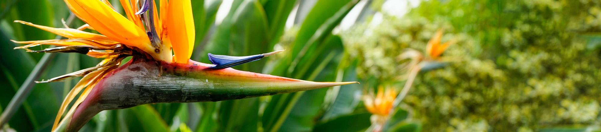 Strelitzia (Paradijsvogelplant)