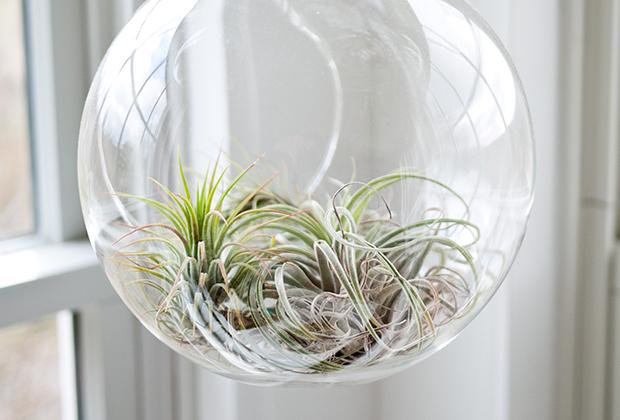 Tillandsia