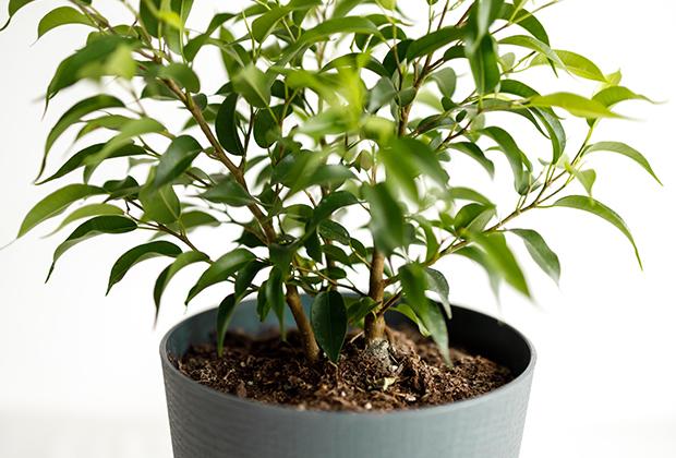 Ficus benjamina (treurvijg / waringin)