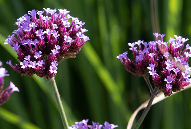 Verbena (IJzerhard)