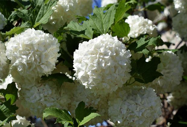 Viburnum