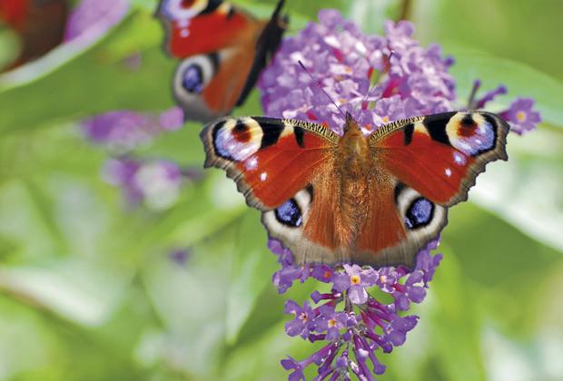 Vlinderstruik (Buddleja davidii)