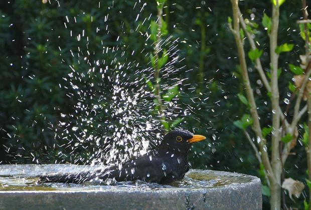 Help vogels de hitte door. Hitteplan voor vogels