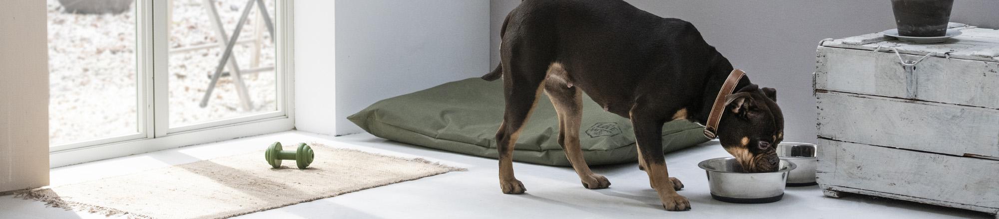 Tips om te voorkomen dat je hond gaat schrokken