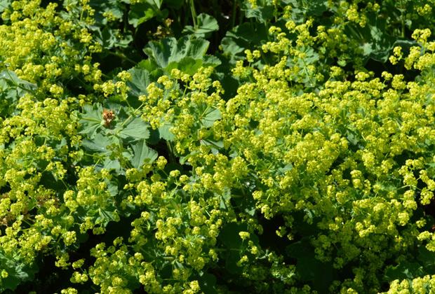 Vrouwenmantel (Alchemilla)