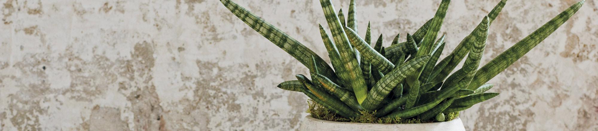 Sansevieria (vrouwentong)