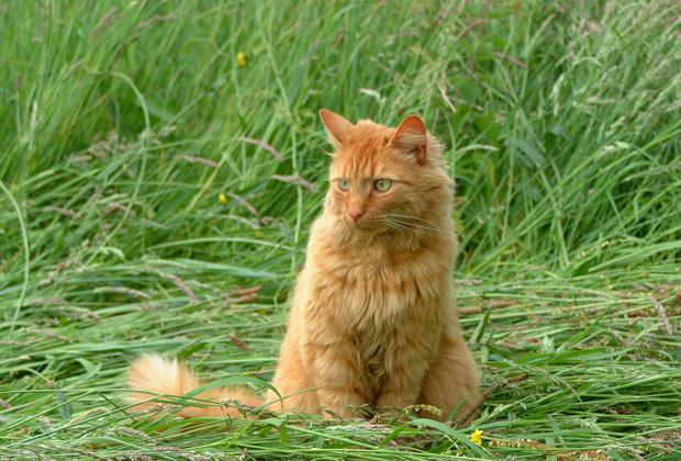 Waarom je kat kattengras nodig heeft