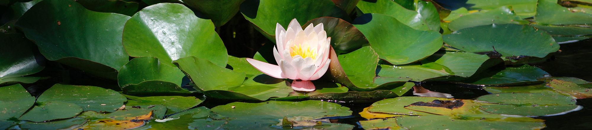 Waterplanten en vijverplanten voor elke vijver