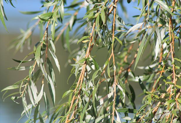Wilg (Salix)