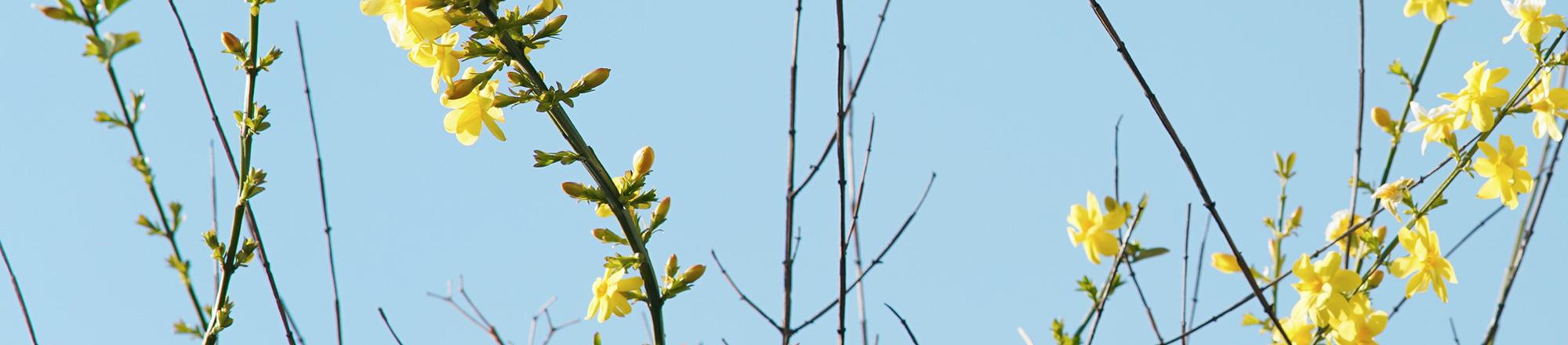 Winterjasmijn (Jasminum nudiflorum)