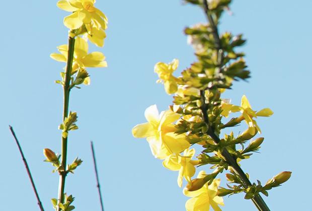 Winterjasmijn (Jasminum nudiflorum)