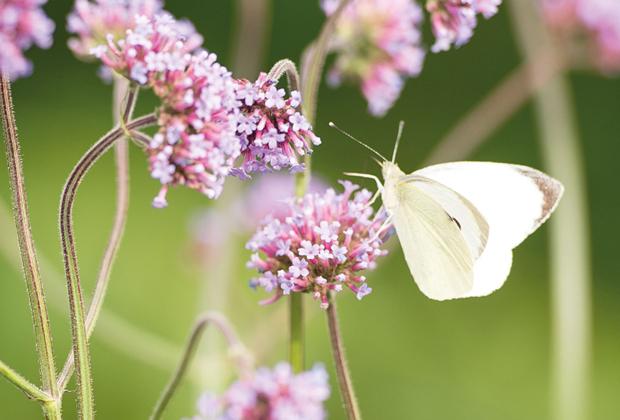 5 Tips om de biodiversiteit in je tuin te vergroten