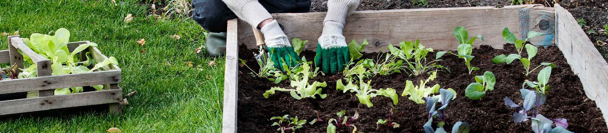 Zaaikalender voor de moestuin: moestuinkalender