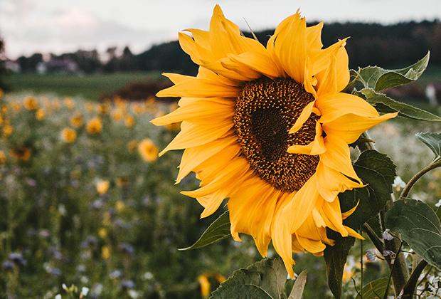 Zonnebloem (Helianthus)