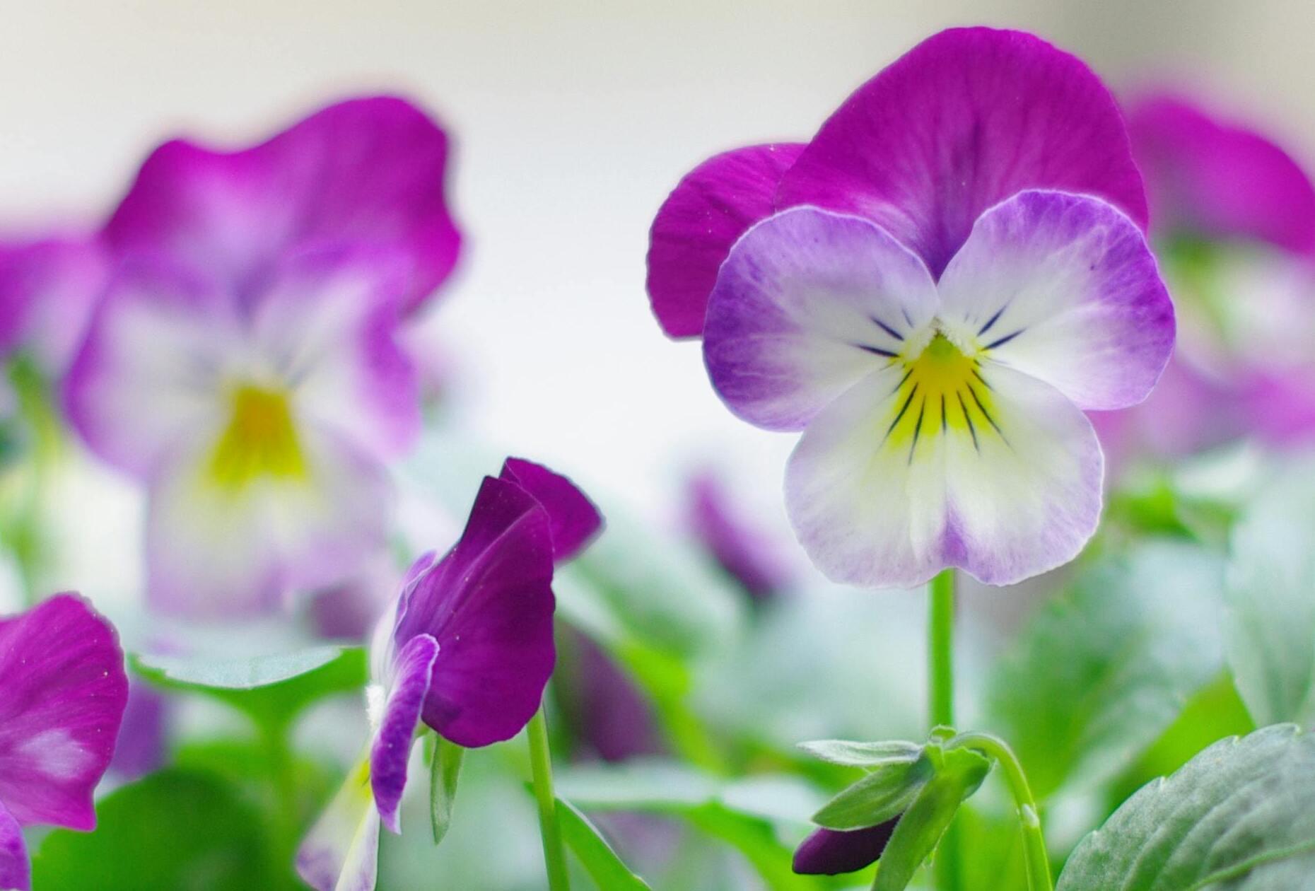 Viooltje (Viola)