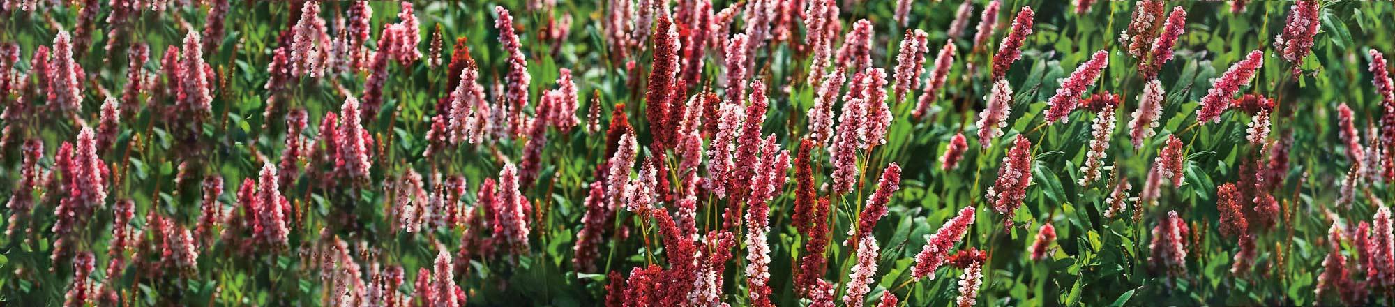 Duizendknoop (Persicaria)