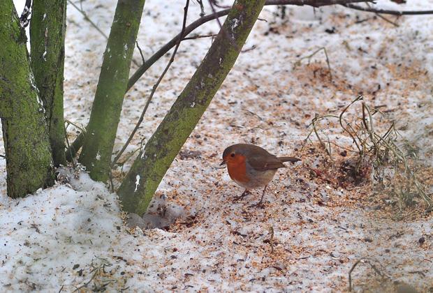 Tuinkalender december